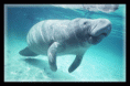 /album/manaties-del-caribe/manati-gif1/